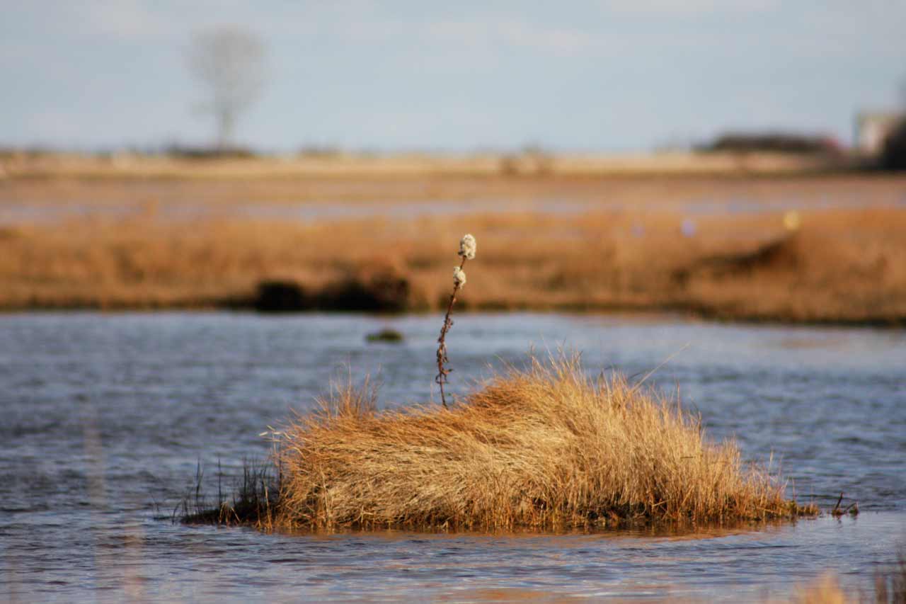 Fall Marsh